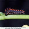 zerynthia polyxena larva4